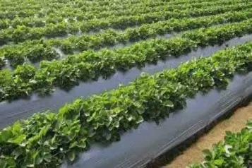 Mulch-film1 Mulch-film1.webp