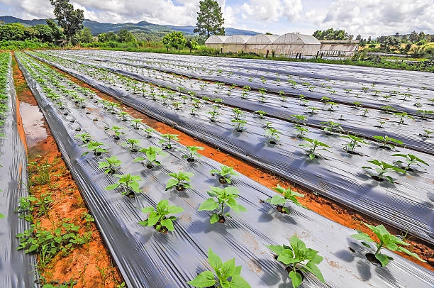 Mulchfilm1 Mulchfilm1.webp