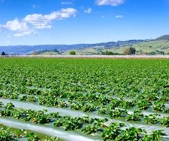 agriculture agriculture.webp